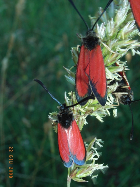 da determinare - Zygaena rubicundus